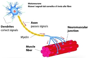 ostetriciaeginecologia it sedia-elettromagnetica-arnold 004